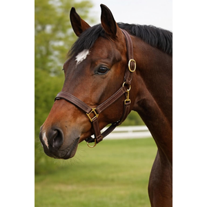 Harnais pour cheval en cuir véritable de qualité supérieure Royal International, réglable et rembourré, avec ferrures en laiton massif, professionnel - Product Image 3
