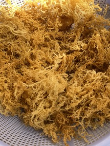 มอสทะเลป่าออร์แกนิกผลิตในเวียดนาม - Product Image 1