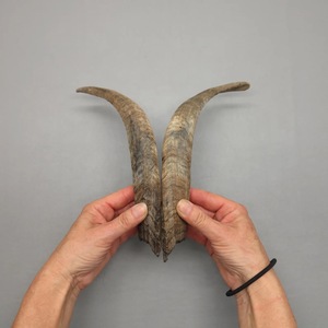 Paires de cornes de chèvre naturelles, finition rustique, écologiques, neuves, de haute qualité pour la décoration et l'artisanat - Product Image 4
