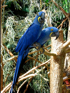 Hyacinth Macaw Live Birds for Breeding <b>Aviaries</b> Ornamental Bird Keeping Wholesale Supplier NMF (PVT) LTD South Africa Company - Product Image 5
