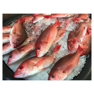 Meilleur prix pour le poisson-doré frais et congelé en vente - Product Image 6