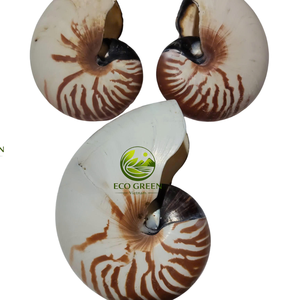 Concha Marina Espiral Grande Natural Decorativa para Decoración de Zonas Costeras y Exhibición con Temática Oceánica - Product Image 1