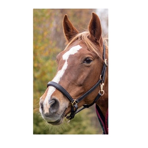 Licou en cuir anglais en nylon avec matériel de montage en laiton toutes tailles pour cheval de selle anglais et occidental - Product Image 3