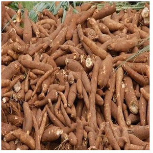 มันสำปะหลัง/มันสำปะหลังมันสำปะหลังสดใหม่ราคาขายส่ง - Product Image 1