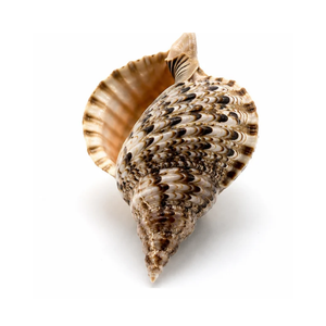 Grande coquille de trompette naturelle pour la décoration de la maison, la décoration d'aquariums, les centres de table de mariage et les projets d'artisanat faits à la main - Product Image 3
