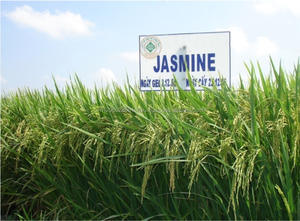 Arroz de jazmín suave seco a granel de Vietnam La mejor cosecha aromática-Justin Ngo + 84 377605384 - Product Image 6