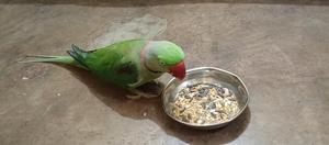 ODM vente en gros de nourriture pour oiseaux à base de millet naturel mélange de santé hautement nutritionnel pour perroquets oiseaux exotiques sauvages supplément immunitaire pour animaux de compagnie - Product Image 4