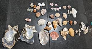 Conchas Marinas al por Mayor para Arte en Resina y Decoración DIY - Product Image 6