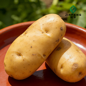 Pommes de terre fraîches <span class=keywords><strong>Patate</strong></span> <span class=keywords><strong>douce</strong></span> en gros Haute qualité Prix bas Fournisseur Pommes de terre fraîches - Product Image 5