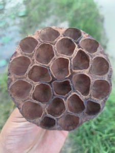 Toan Tai Loc Phat – Capsules de graines de lotus séchées de haute qualité, écologiques, du Vietnam, naturelles, brunes, plantes décoratives pour la décoration intérieure - Product Image 2