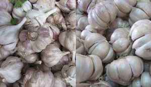 Ail frais biologique du Vietnam, ail blanc naturel en bulbes, approvisionnement en vrac pour la transformation alimentaire et la vente en gros - Product Image 2