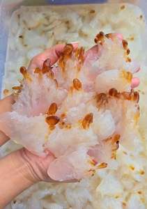 DELICIOSOS MARISCOS SECOS VIETNAM/Medusas sazonadas Medusas saladas de grado de exportación al mejor precio - Product Image 6