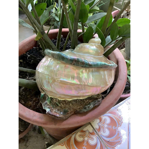 เปลือกหอยขนาดใหญ่ เปลือกหอยหยก เปลือกหอยเทอร์โบ เปลือกหอยเกลียว เปลือกหอยสีขาว เปลือกหอยทาก เปลือกหอยเทอร์โบสีขาวธรรมชาติสำหรับตกแต่ง เปลือกหอยหยกเทอร์โบ - Product Image 2