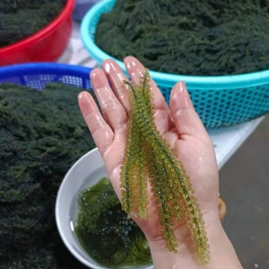 Uvas de Mar Deshidratadas, Producto Más Vendido 2026, Snack Saludable de Algas Secas - Product Image 1