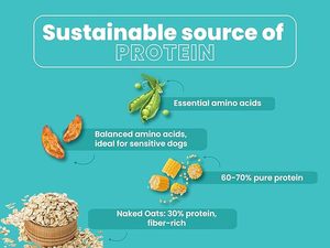Aliments secs végétaliens de qualité supérieure pour animaux de compagnie Hypoallergénique Formule riche en protéines et en nutriments pour toutes les races Fabricant OEM ODM Exportation - Product Image 4