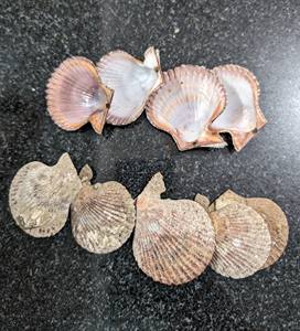 Conchas Marinas para Arte con Resina y Manualidades DIY - Product Image 2