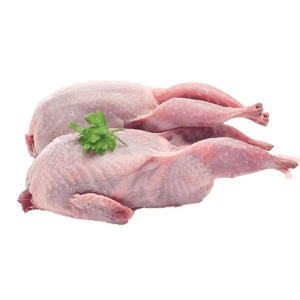 Pichón Congelado Premium, Carne de Pichón Jugosa para Compradores Mayoristas y Mercados Globales - Product Image 3