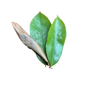 Feuilles de corossol naturelles sélectionnées pour le thé – Approvisionnement en vrac - Product Image 3