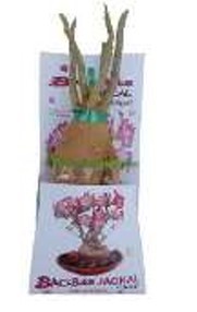 Venta al por Mayor de Plantas Decorativas Modernas y Únicas para el Hogar, Árboles de Semillas de Baobab en Venta - Product Image 1