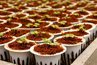 Bloc de tourbe de coco lavée écologique à faible teneur en EC 5kg, substrat de coco à haute expansion pour hydroponie et pépinière, pour la culture en jardin