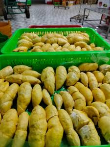 Pulpa de Durian Congelada para Procesamiento de Alimentos, Suministro al por Mayor - Product Image 2