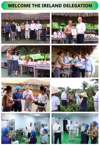 Acondicionador Líquido para el Cabello con Pomelo Orgánico Certificado Halal, Nutritivo, Hidratante, Suavizante, Reparador de Daños, Marca Privada OEM - Product Image 5