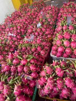 Vietnam Export Grade Drakenfruit Met Felrode Schil En Witte Vleeszoete Smaak Ideaal Voor Supermarkten En Importeurs