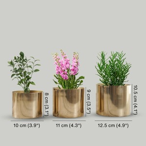 Macetero Metálico de Lujo para Espacios de Vida Exclusivos, Macetero de Acero Hecho a Mano para Diseño de Interiores de Boutique - Product Image 3