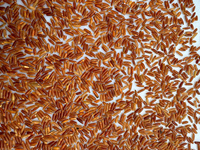 Arroz Jazmín de Grano Largo y Textura Dura de Vietnam, Rojo, 5% Seco, Sin OMG, Personalización de Empaque, Venta al por Mayor, Fabricante 2026, Excelente