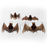 Vraie chauve-souris en résine, objets d'artisanat en résine, insectes préservés dans la résine pour les salles de classe de sciences, kits pédagogiques d'éducation scientifique