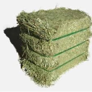 Heno de Pasto Rhodes Premium para Ganado, Caballos y Ovejas, Empaquetado en Fardos a Granel Disponible para Importadores y Compradores Mayoristas - Product Image 2
