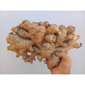 TRANCHES DE GINGEMBRE SÉCHÉES CANNE À GINGEMBRE TRÈS FLEXIBLE PRIX BON MARCHÉ POUR PANIER DE GINGEMBRE, BÂTONS DE GINGEMBRE - Product Image 1