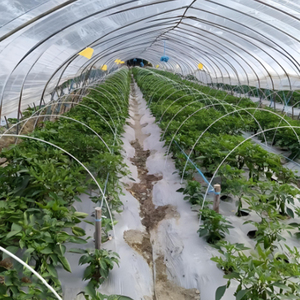 Customizable Sizes Fiberglass Reinforced <b>Plastic</b> <b>Rods</b> for Greenhouse Arch - OEM/ODM Supported - Product Image 4