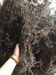 Hojas de hierba negra deshidratadas a granel para la producción de té y como adorno para postres, suministro de ingredientes naturales de alto rendimiento - Product Image 3