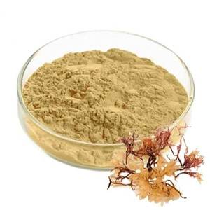 Poudre d'algues irlandaises en vrac pour produits alimentaires en marque blanche – Poudre d'algues irlandaises pure pour une nutrition quotidienne pratique - Product Image 1