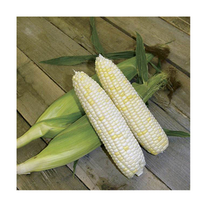 Maíz Blanco Brasileño Sin GMO, Grano Natural para la Producción de Alimentos Saludables - Product Image 6