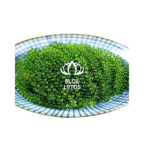 Algues de mer séchées durables de haute qualité du Vietnam (Caulerpa Lentillifera) – Riche en nutriments – Vente en gros - Product Image 1