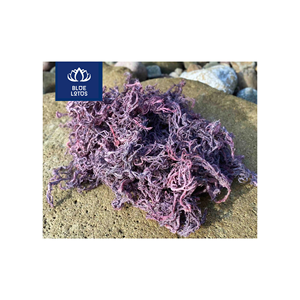 Algas Marinas Secas Ecológicas de Alta Calidad, Seguras y Limpias, Ideales para Espesar Alimentos y Mezclar Bebidas, Venta al Por Mayor - Product Image 1