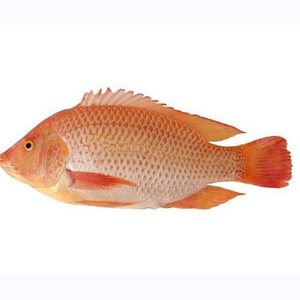 Pescado Tilapia Rojo Entero Congelado - Product Image 4