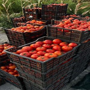 Tomates Frescos Japoneses Saludables de Primera Calidad, Vegetales, 1 kg, Rojos, 2 Semanas de Duración - Product Image 4