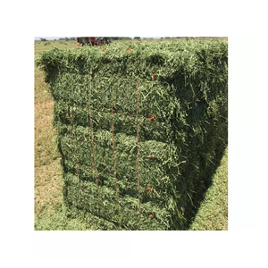 Oferta de Heno de Alfalfa al por Mayor, Alimento Premium - Product Image 4