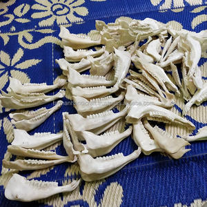 Os de chèvre poli à la main de haute qualité, blanc, naturel, décoration en os d'animal au meilleur prix - Product Image 2