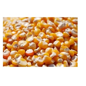 Maïs jaune séché très demandé pour l'alimentation animale et l'approvisionnement agricole en vrac, disponible au prix d'exportation - Product Image 1