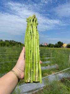 Asperges frais de qualité supérieure – Prix de gros compétitif - Product Image 4