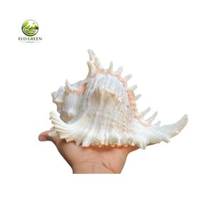เปลือกหอยสังข์สีขาวขัดเงาสวยงามจากธรรมชาติ สำหรับร้านค้าบูติกชายฝั่ง งานฝีมือจากเปลือกหอย และของตกแต่งวันหยุด - Product Image 3