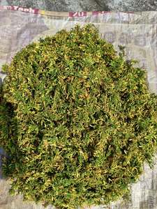 Thé vert aux fleurs de papaye et aux herbes fraîches de lotus bleu, de haute qualité, écologique, pour la santé respiratoire, OEM ODM, 100% frais, provenant de la ferme Ho - Product Image 5