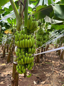 Plátanos Cavendish frescos y madurados naturalmente de Vietnam de grado premium ideales para exportar supermercados minoristas en todo el mundo - Product Image 3