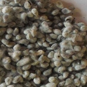 Semillas de Algodón Secas y Limpias para Alimentación Animal - Product Image 1