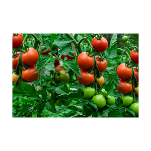 Tomate Fresco de Alta Calidad para Exportación, en Venta - Product Image 5