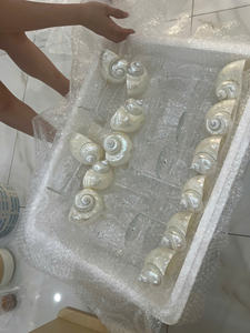 Ornements décoratifs en verre de coquille de thème nautique avec la base en laiton pour la conception côtière de café de station de vacances de boutique - Product Image 3